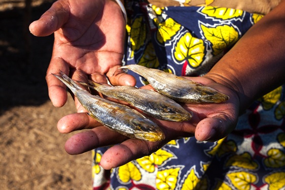 Des chalutiers internationaux raclent les fonds marins et laissent peu de poisson. 