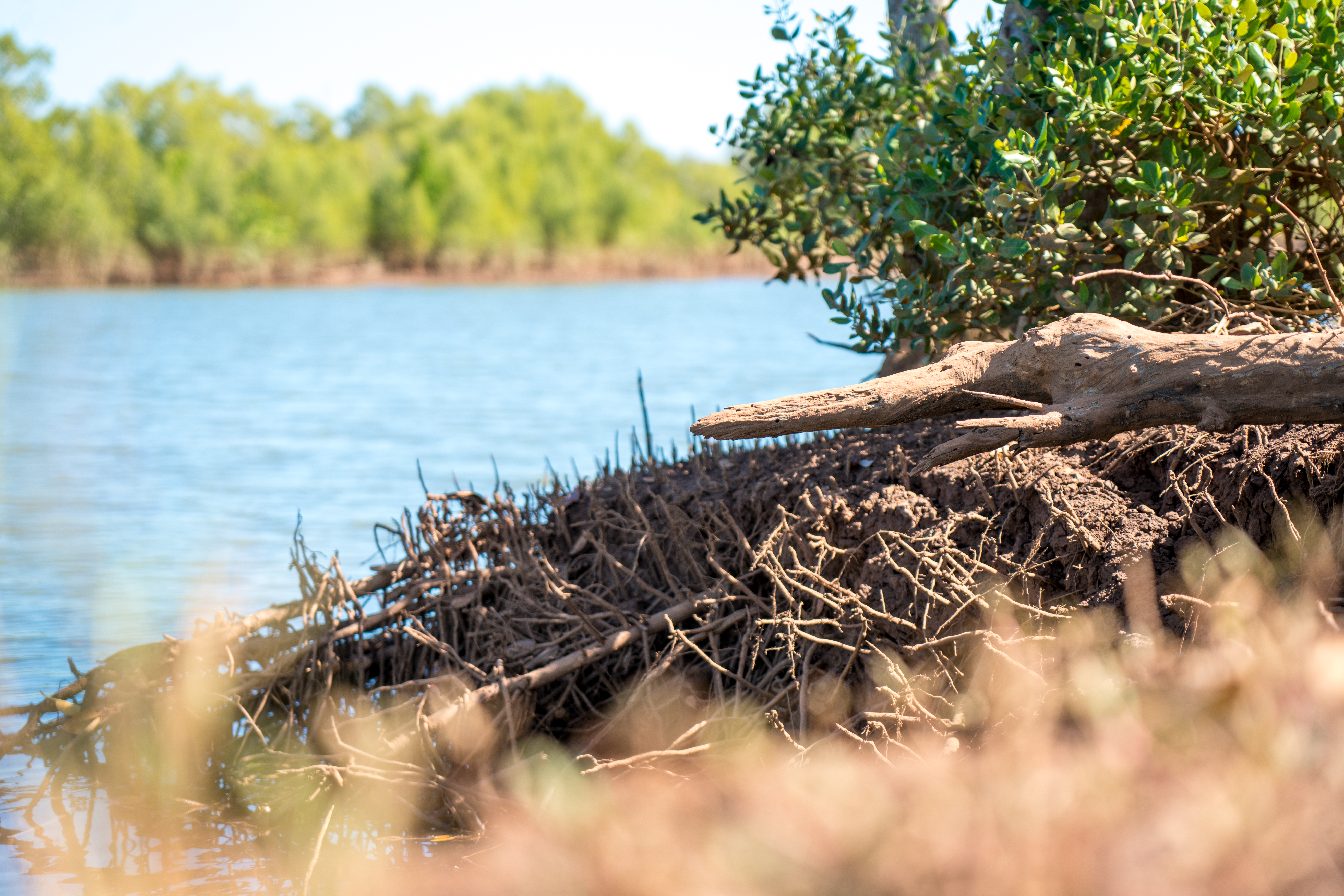 Les mangrove, barière naturelle