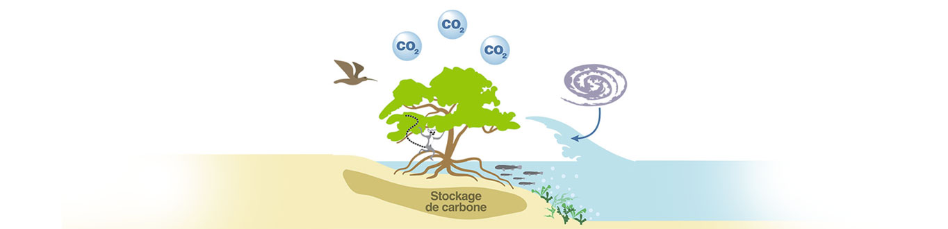 schéma mangroves