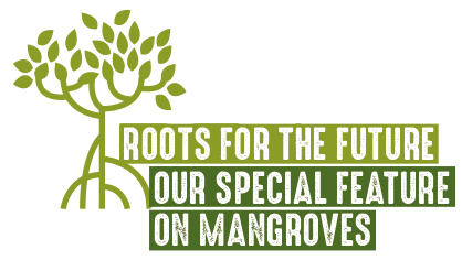 Racines d'avenir, dossier spéciale mangroves