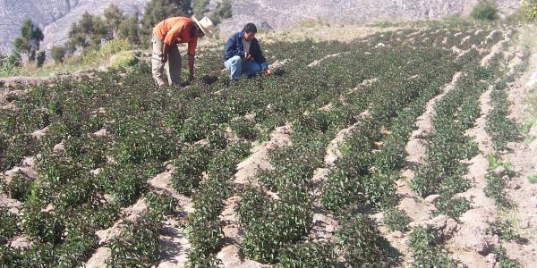 En Bolivie, des producteurs cultivent des herbes aromatiques
