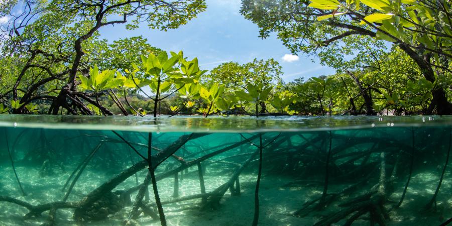 Mangroves de Madagascar