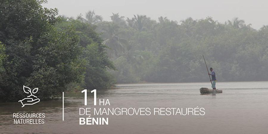 Bénin, 11Ha de mangroves restaurés