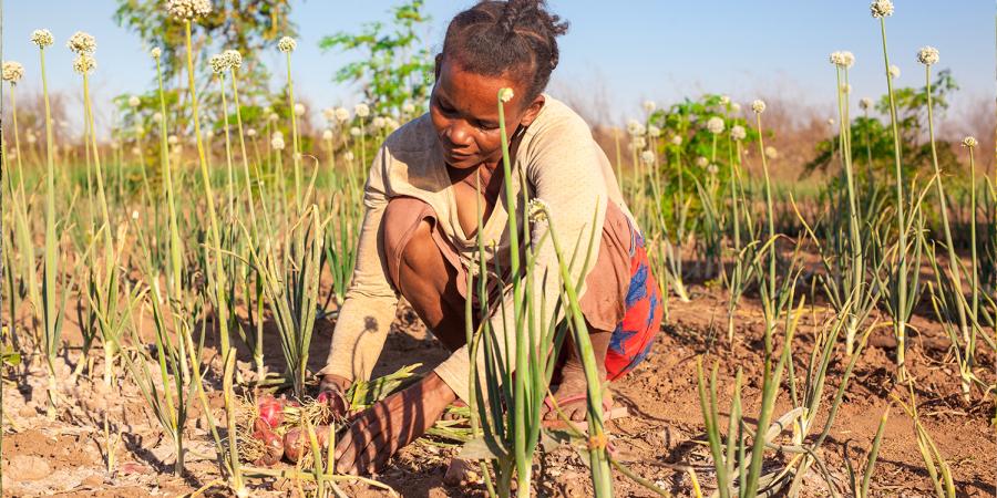 Appui à un système alimentaire durable