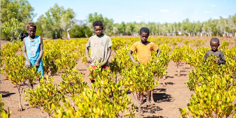 Gestion durable des mangroves