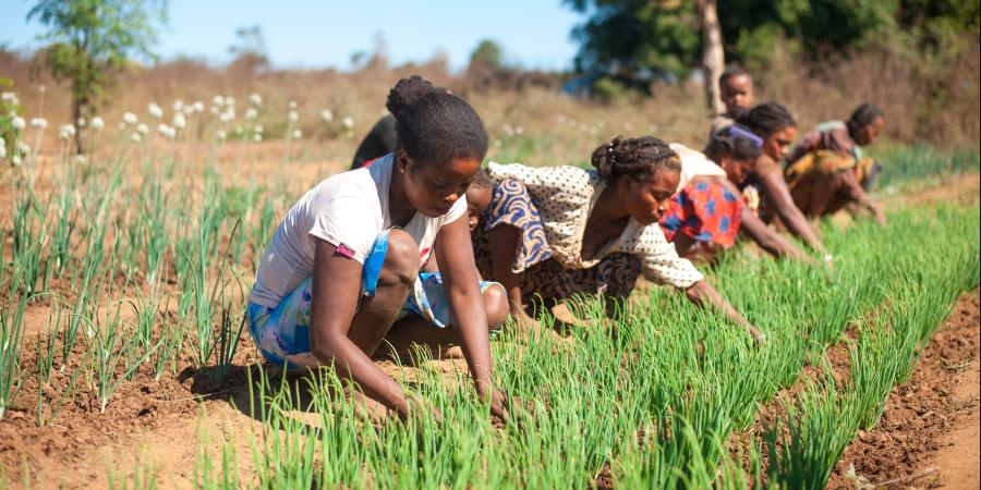 Socio-economic resilience of rural women in Menabe