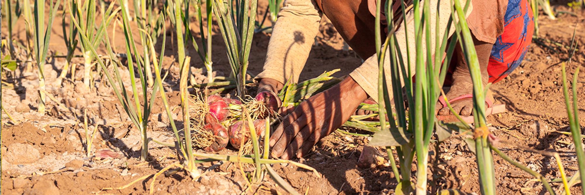 Appui à un système alimentaire durable