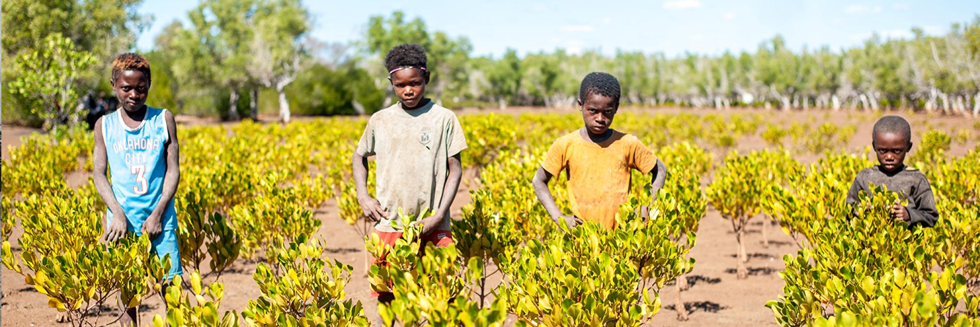 Gestion durable des mangroves