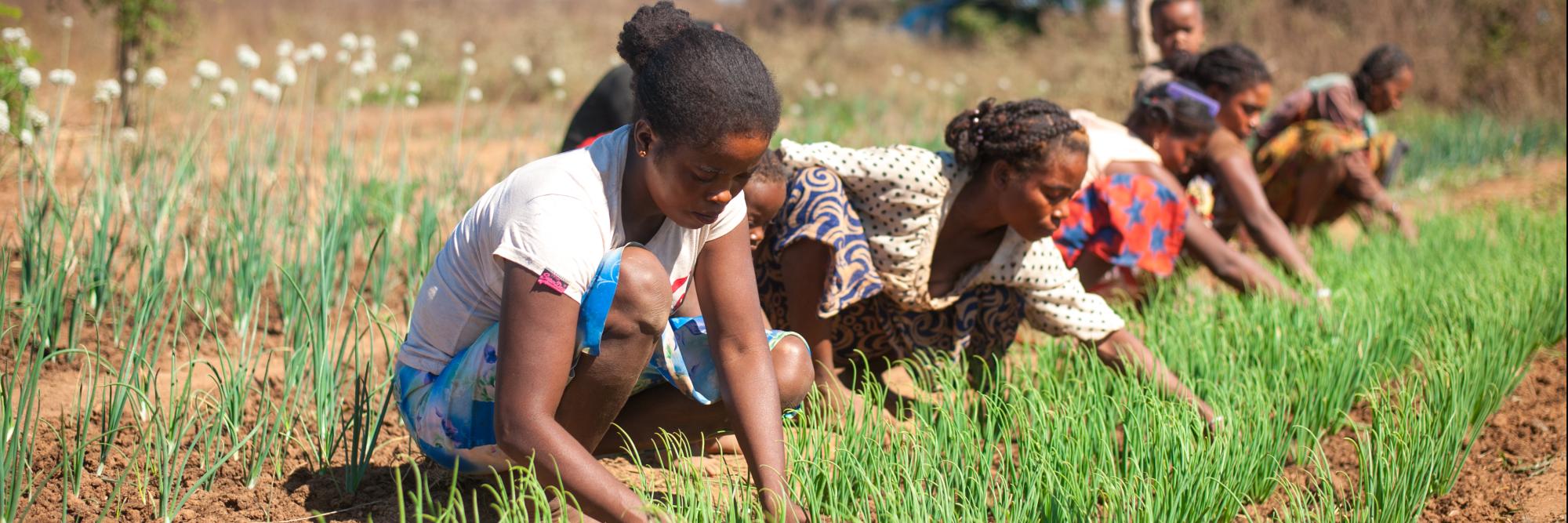 Socio-economic resilience of rural women in Menabe