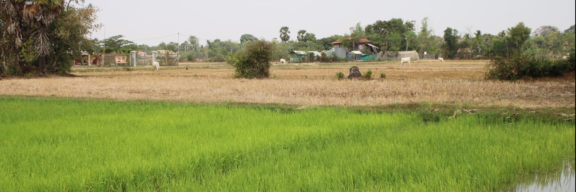 The context of Cambodia