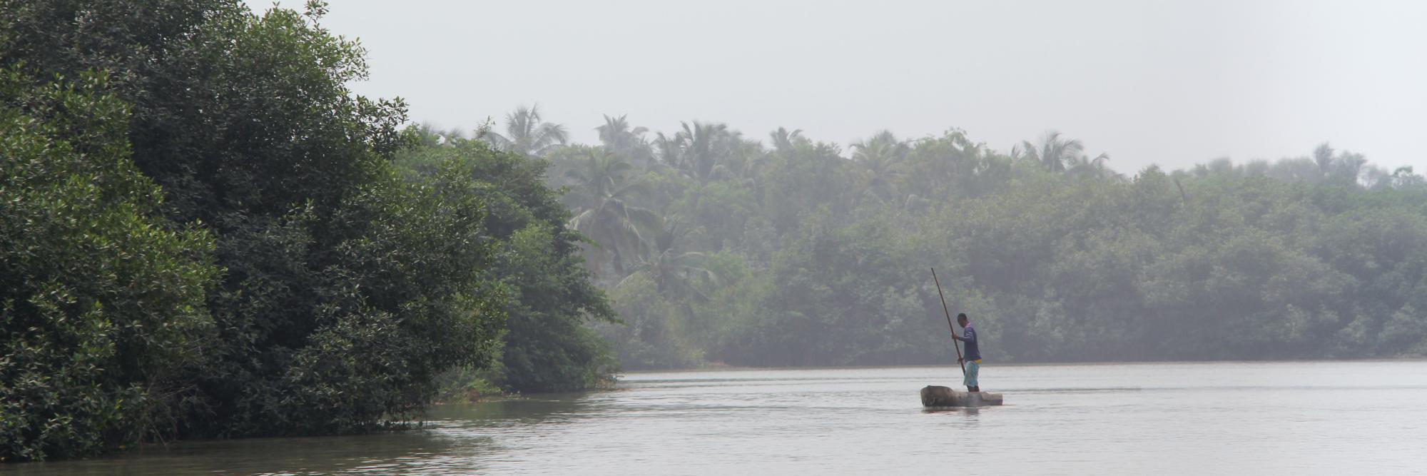 Mangrove