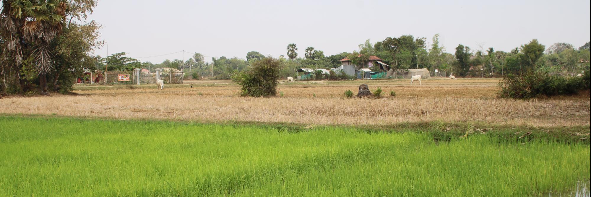 The context of Cambodia