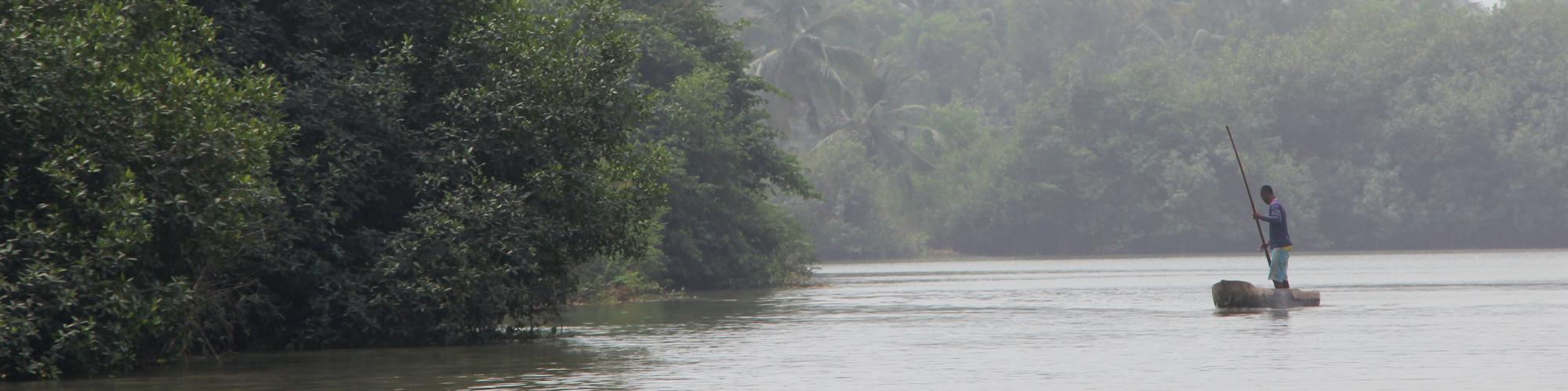 Les mangroves, ces forêts qui protègent la planète