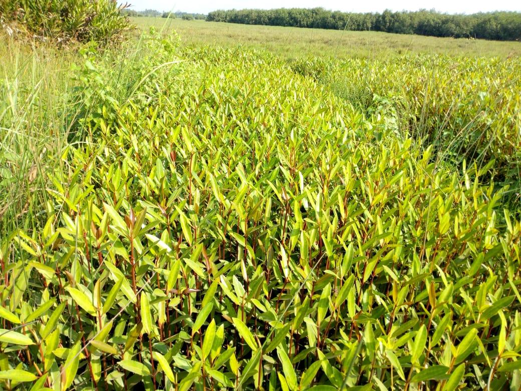 Ressources naturelles au Bénin
