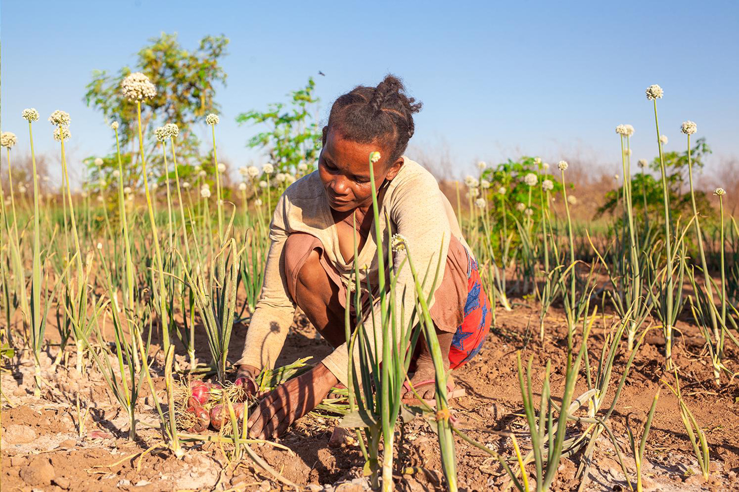 Appui à un système alimentaire durable