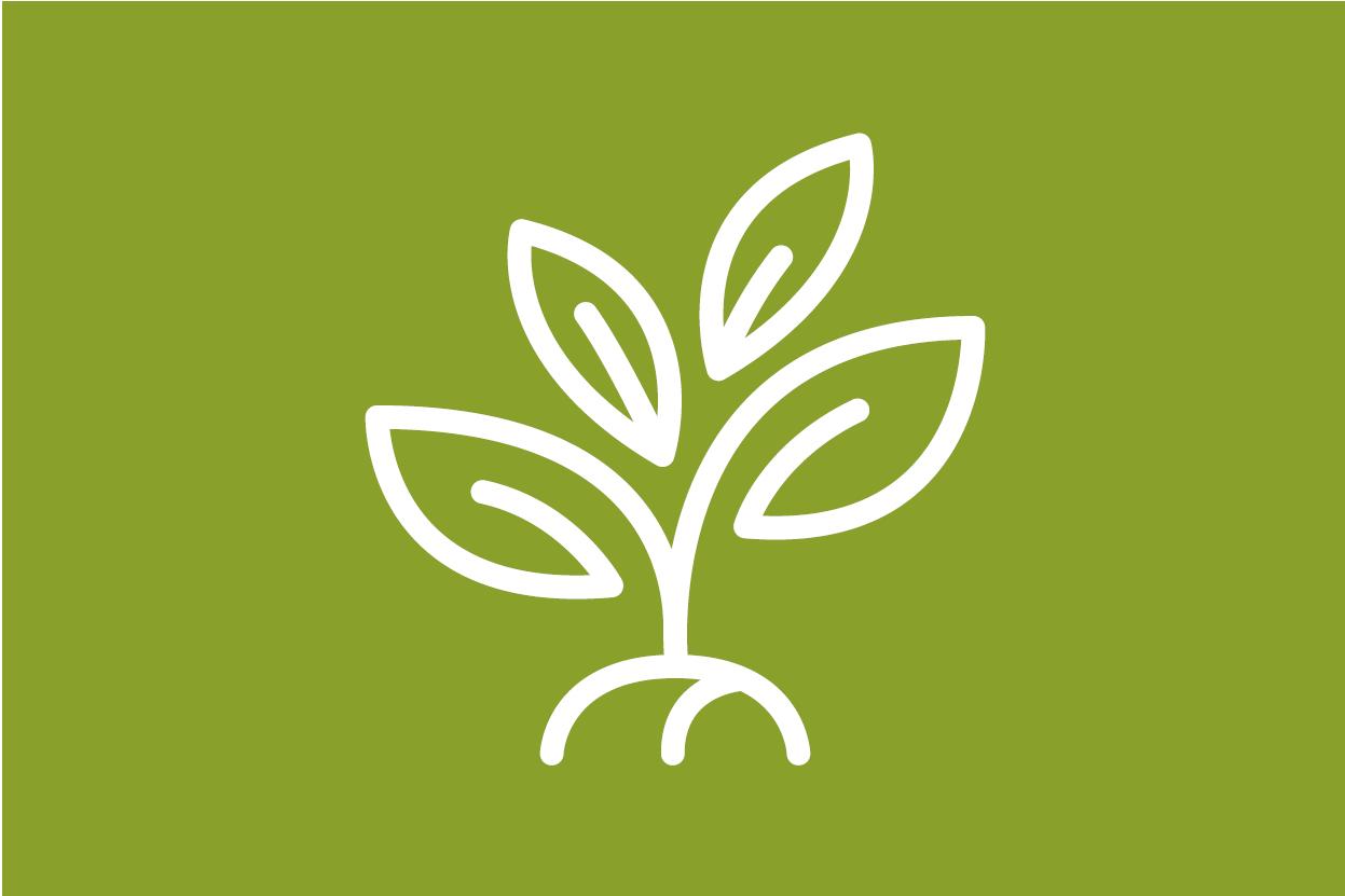 1 plant de mangrove entretenu et protégé pendant 3 ans
