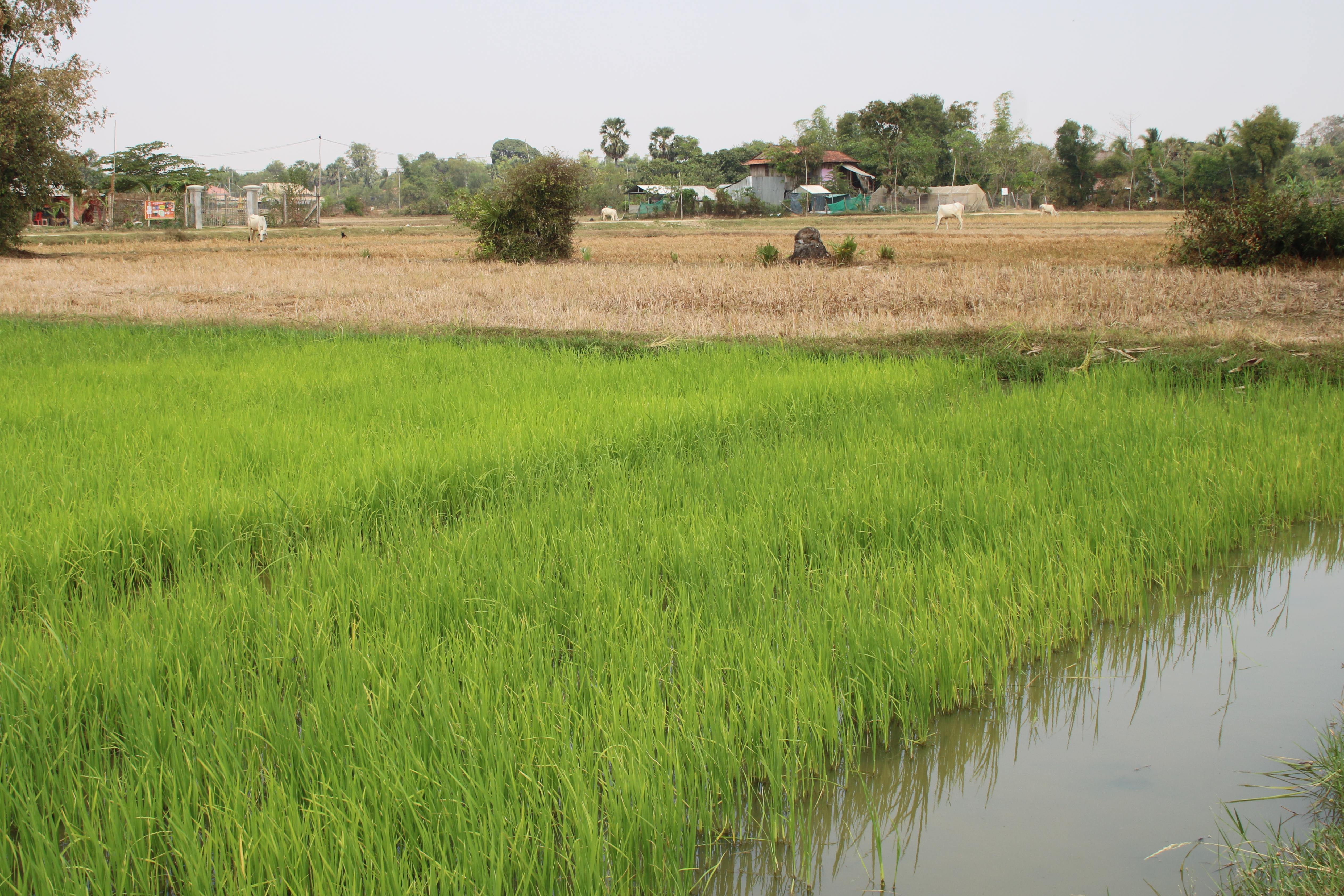 The context of Cambodia