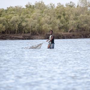 mangroves